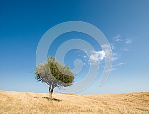 Solitary olive tree