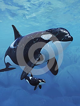 A solitary orca rises towards the oceans shimmering surface, its skin glistening with bubbles against the light.