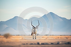 solitary oryx with a backdrop of desert mountains