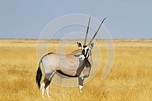 Solitary Oryx photo