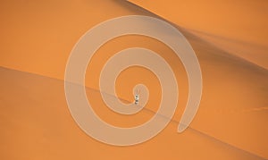 Solitary oryx standing on a sand dune in Sossusvlei desert