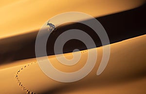 Solitary oryx standing on a sand dune in Sossusvlei desert