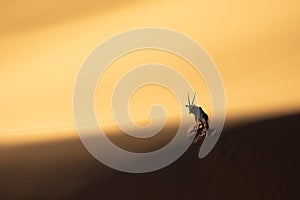 Solitary oryx standing on a sand dune in Sossusvlei desert