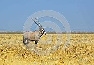 Solitary Oryx standing on the vast empty plains of Etosha