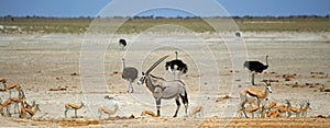 A solitary Oryx surrounded by various game at a vibrant waterhole in Etosha National Park