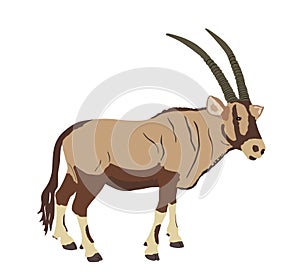 Solitary Oryx vector illustration isolated on white background.