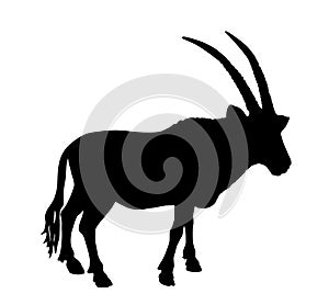 Solitary Oryx vector silhouette illustration isolated on white background.