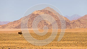 A solitary ostrich walks along the unpaved road between Walvis Bay and Sesriem in Namibia