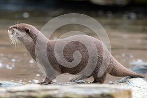 A solitary otter stands alone on a rock in a pool of water