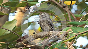 Solitary owl perched on tree branch