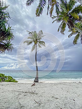 Solitary Palm Tree on Fuvahmulah Beach