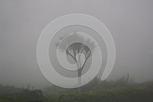 Solitary Palm Tree in the mist