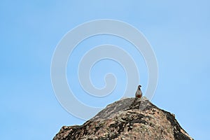 Solitary partridge bird perched on a rocky peak against blue sky