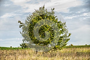 Solitary Pedunculate Oak, Quercus robur, photo