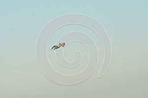 A solitary pelican flys overhead looking for food