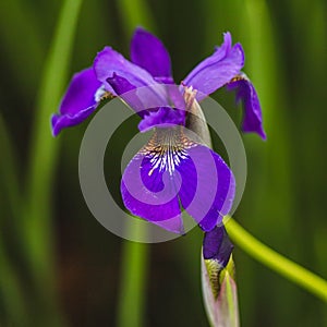 A solitary perennial Japanese Iris blooms in the front garden