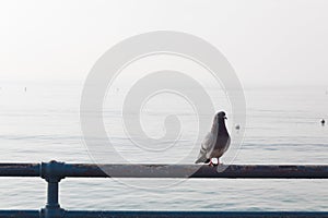 Solitary pigeon on blue metal railing overlooking calm ocean, morning