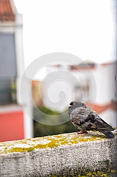 Solitary Pigeon on a ledge in an isolated outdoor area