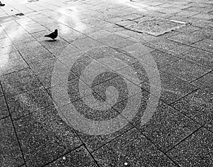 Solitary pigeon on pavement