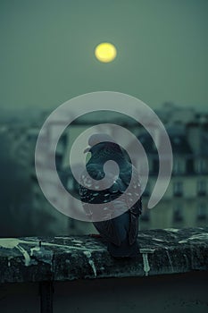 Solitary Pigeon Perched on City Ledge at Dusk with Full Moon in Moody Twilight Sky