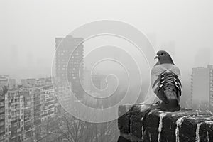 Solitary Pigeon Perched on Urban Balustrade Overlooking Misty Cityscape in Monochrome Tones