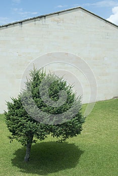 Solitary pine on sloping grass and stone building facade