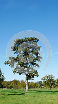 Solitary Pine Tree in Blue Sky