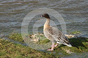 Solitary pink-footed goose, anser brachyrhynchus