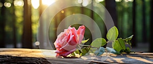 Solitary Pink Rose with Dew Drops at Sunrise in Serene Forest - Generative AI