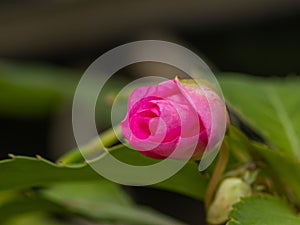 A solitary pink rosebud, poised to unfurl, captures the promise of beauty in its delicate embrace