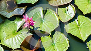 Pink water lily with green lily pads photo