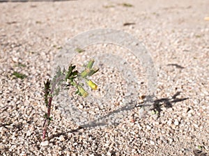 Solitary plant with three buds of yellow flowers without opening, growing on a ground of small stones and totally desert sand