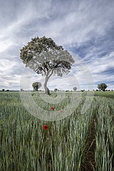 solitary poppies in the middle of a cereal field with century old holm oaks in the background