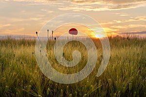 Solitary poppy flower Papaver rhoeas at sunset. Flowers, plants and landscape