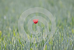 A Solitary Poppy in the Middle of a Field (Papaver rhoeas)