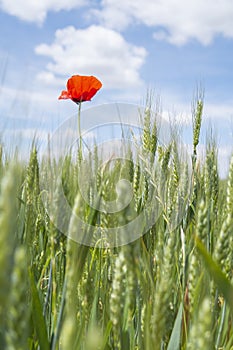 a solitary poppy stands out above the ears of green wheat, in the background a blue sky with clouds