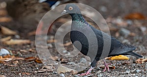 Solitary Post pigeon standing in a barren landscape, looking off into the distance