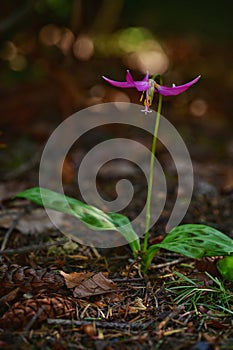 Solitary purple flower blooming in garden soil