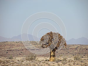 Solitary quaker tree in Namibian desert with mountains in backround and desert vegitation in kalahari