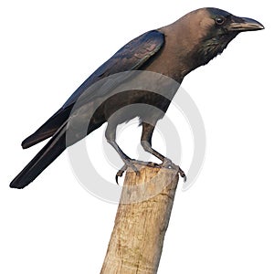 Solitary Raven perched on a Stump against a White Background