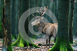 Solitary red deer stag standing between mossy tree trunks.