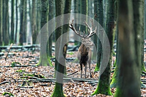 Solitary red deer stag between trees in forest.
