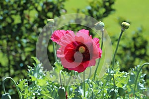 Solitary red poppy in field of green