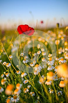 Solitary red poppy flower in the middle of a wheat grain field