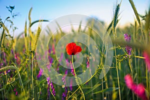 Solitary red poppy flower in the middle of a wheat grain field