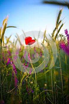 Solitary red poppy flower in a wheat grain field