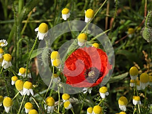 A solitary red poppy in the midst of green and yellow plants