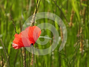 Solitary red poppy in rye grass field