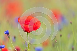 A solitary red poppy standing out in a colorful field