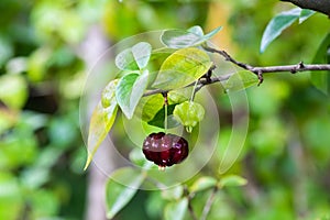 Solitary Red Suriname cherry hanging from the end of a branch. More plants in background.